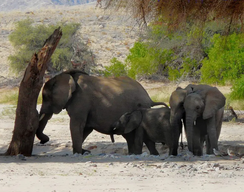 Elefant1.jpg
