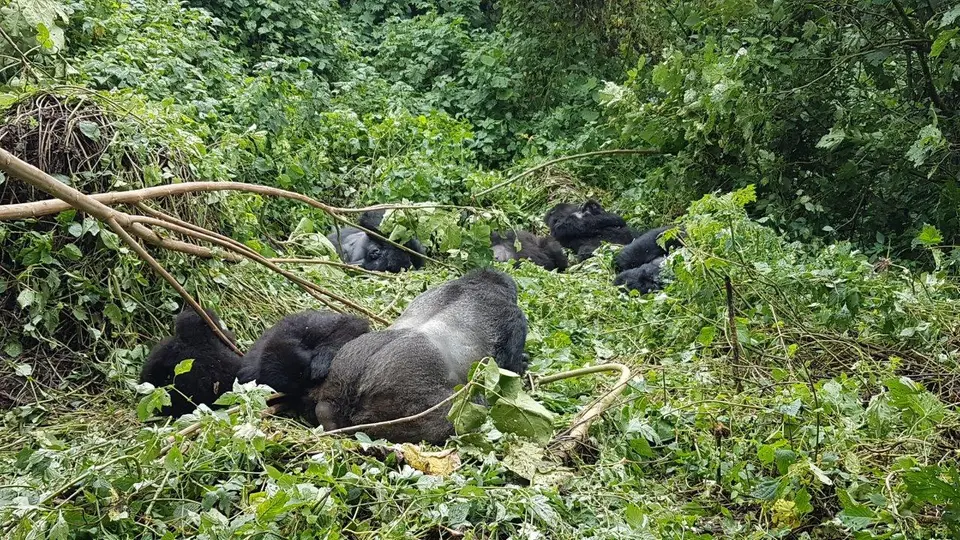1cbeigorillas.jpg