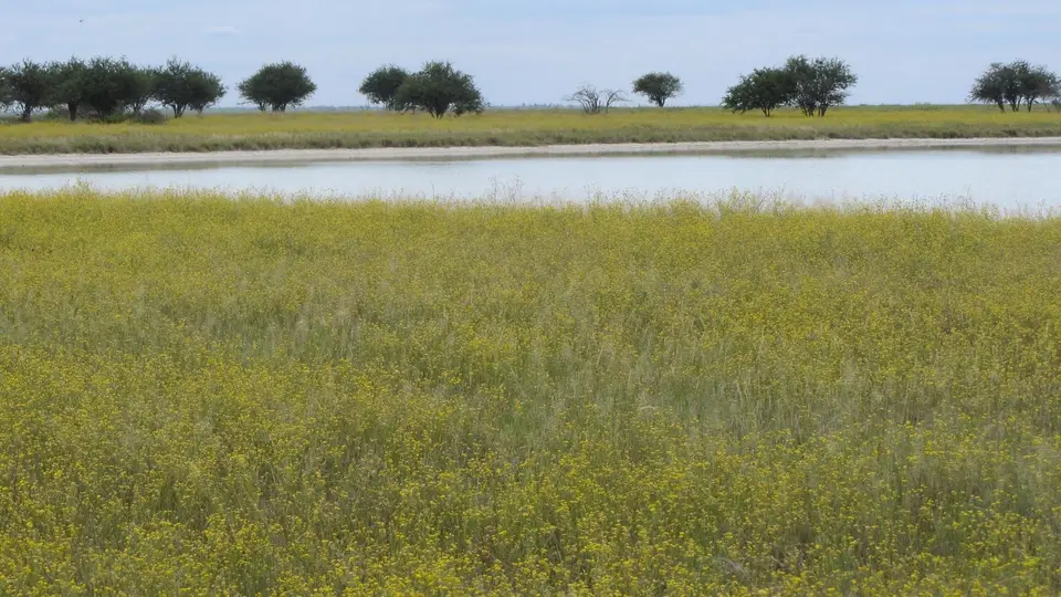 Bild2Etosha.jpg