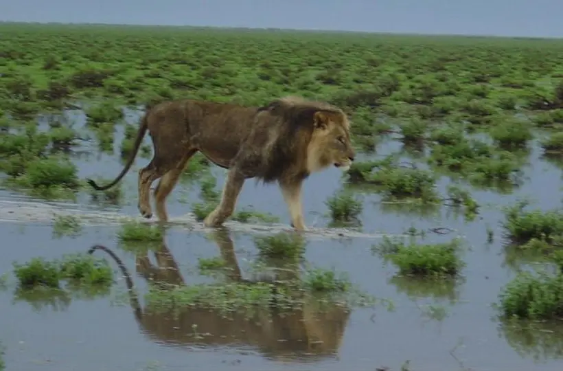 Bild5Etosha.jpg