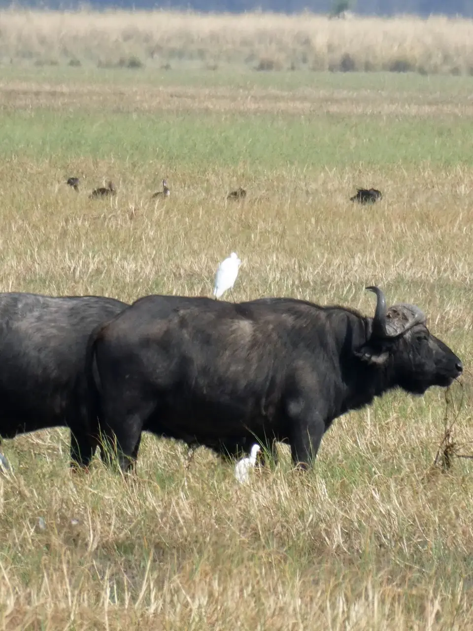P1010165-2.JPG