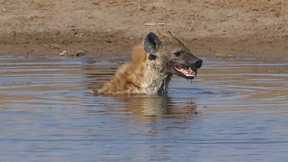 P1040847Kopie.JPG