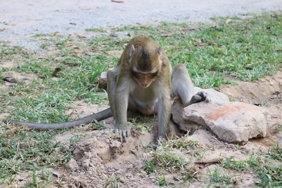09541799-AngkorWatDiebischeAffen.JPG