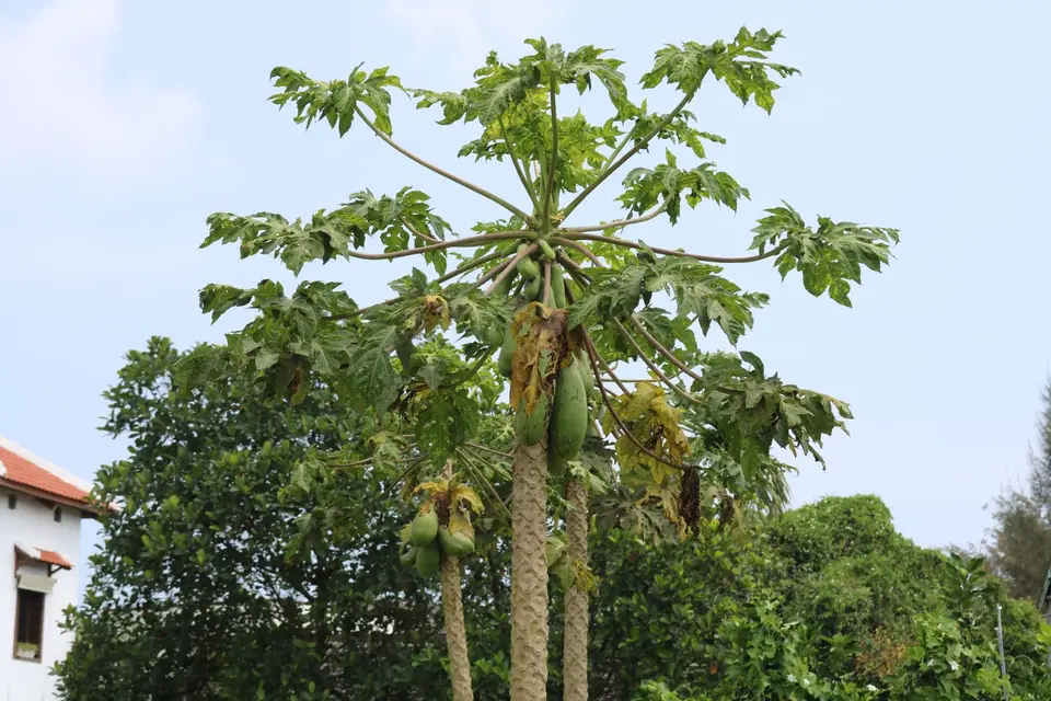 17643106-HoiAnGemüsedorfgrünePapaya.JPG