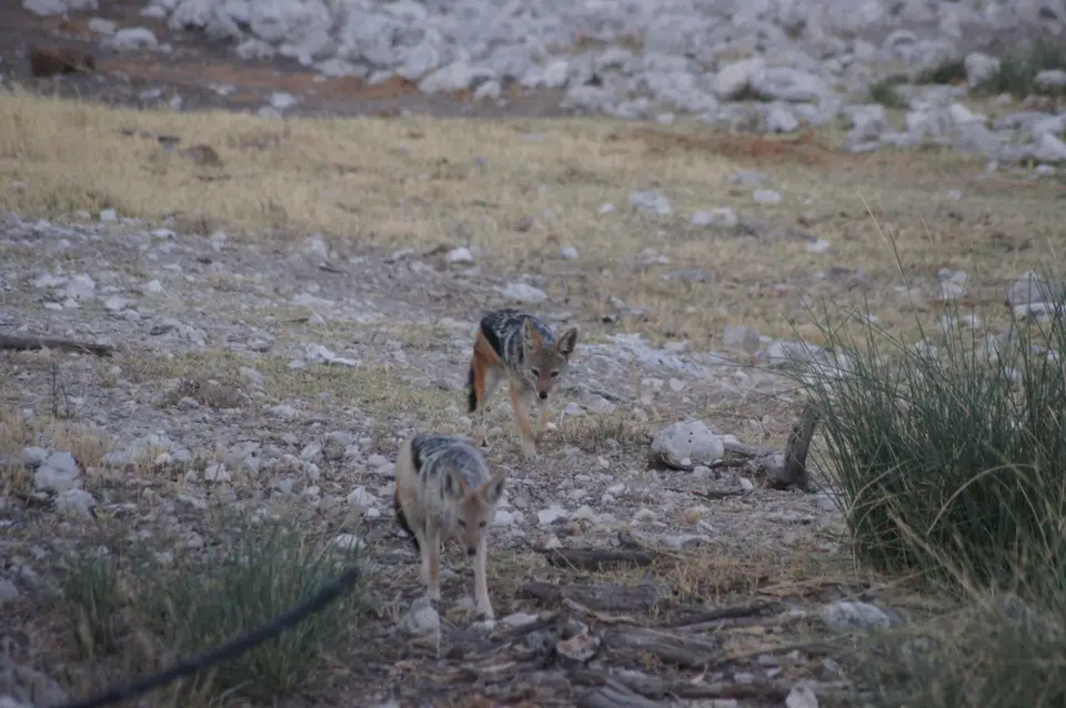 DSC07402.JPG