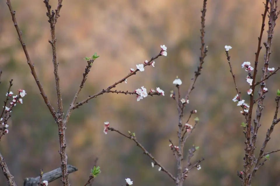 DSC09072.JPG