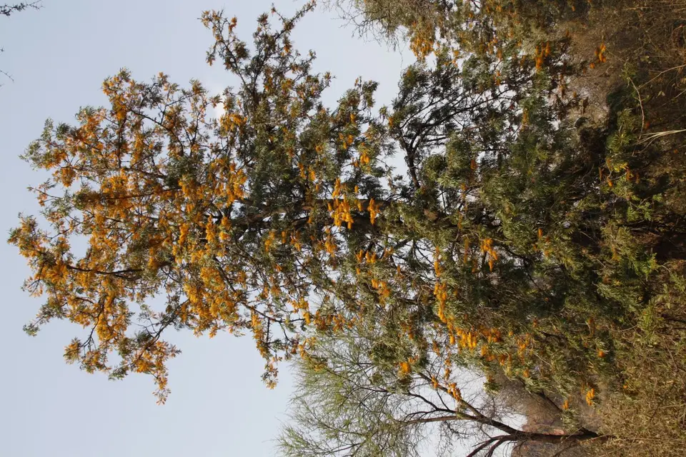 _MG_3081.JPG