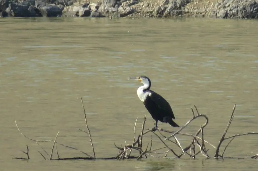 comp_Wasservogel.jpg