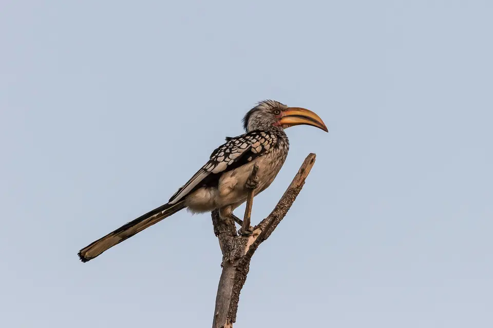 20160516_Namibia2016-7D2_9267.jpg
