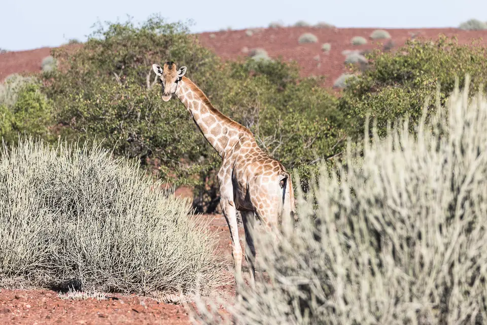 20160517_Namibia2016-7D2_9273.jpg