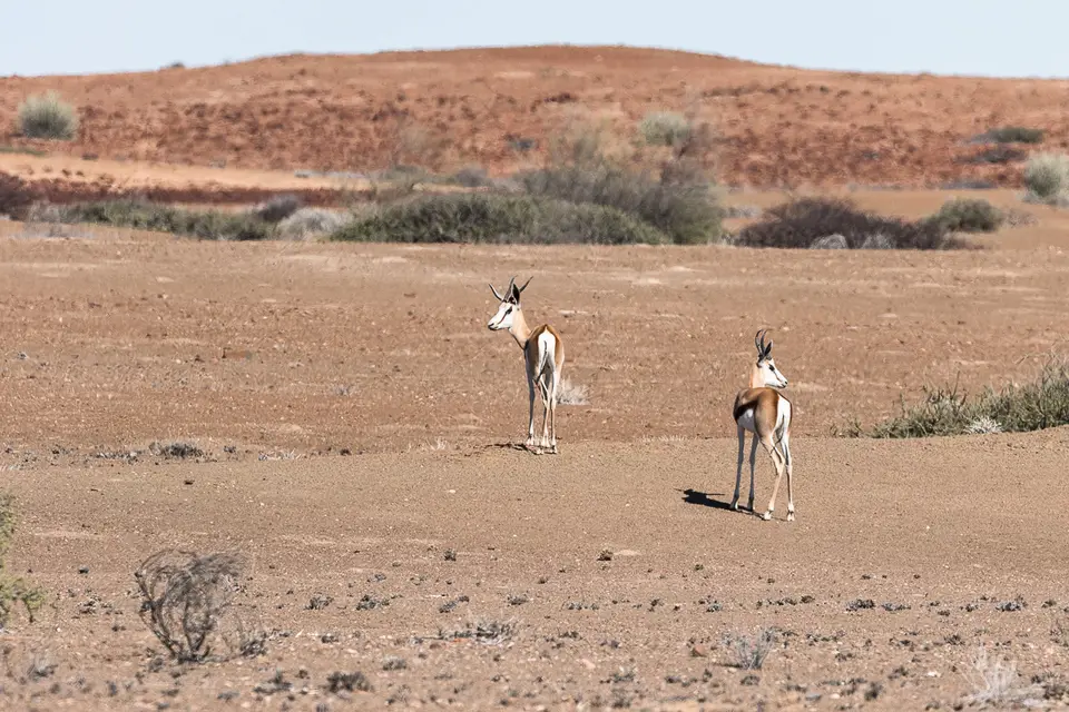 20160519_Namibia2016-7D2_9351.jpg