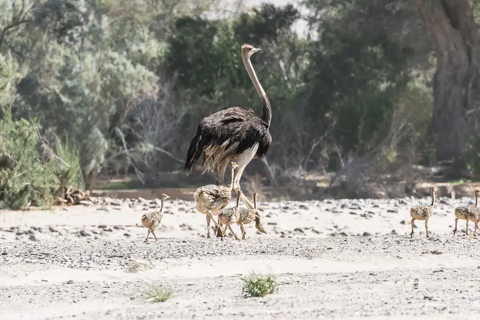 20160520_Namibia2016-7D2_9428.jpg