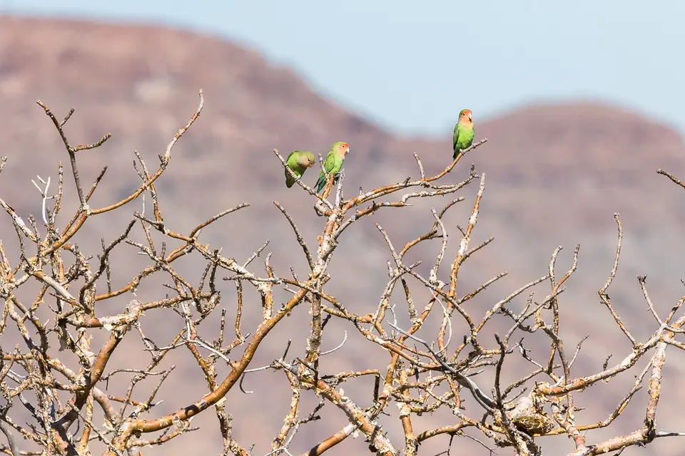 20160524_Namibia2016-7D2_9514.jpg