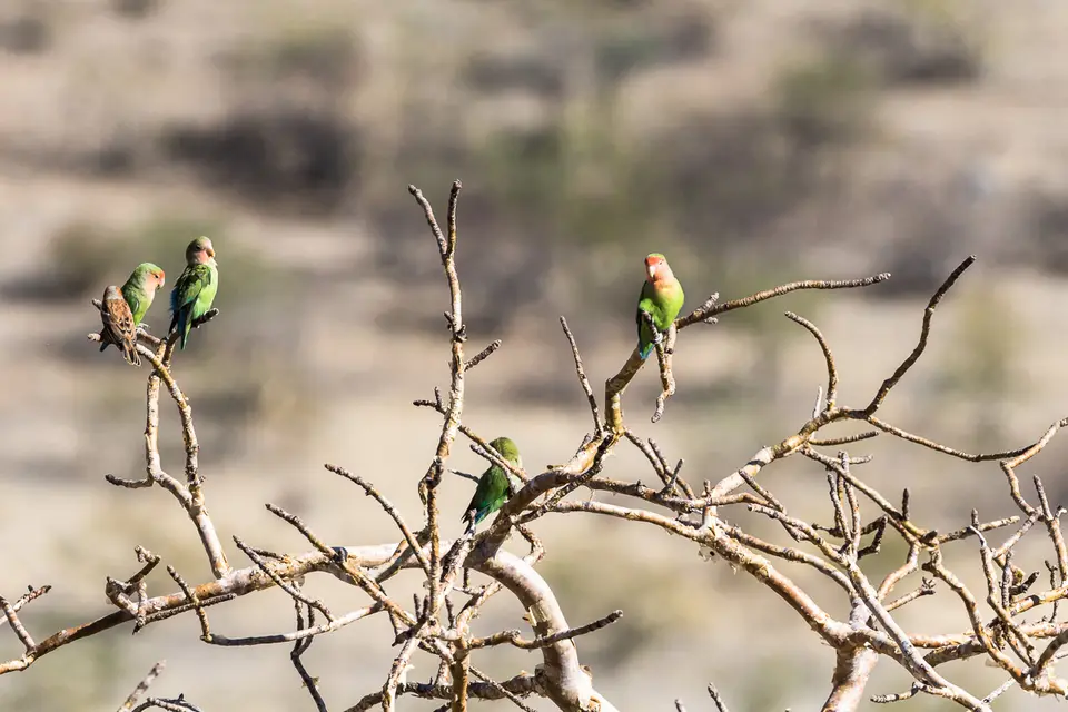 20160524_Namibia2016-7D2_9526.jpg