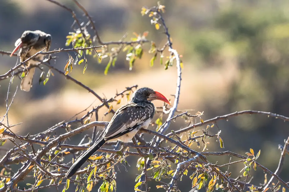 20160528_Namibia2016-7D2_9714.jpg