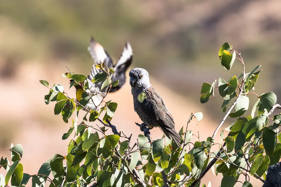 20160529_Namibia2016-7D2_9755.jpg