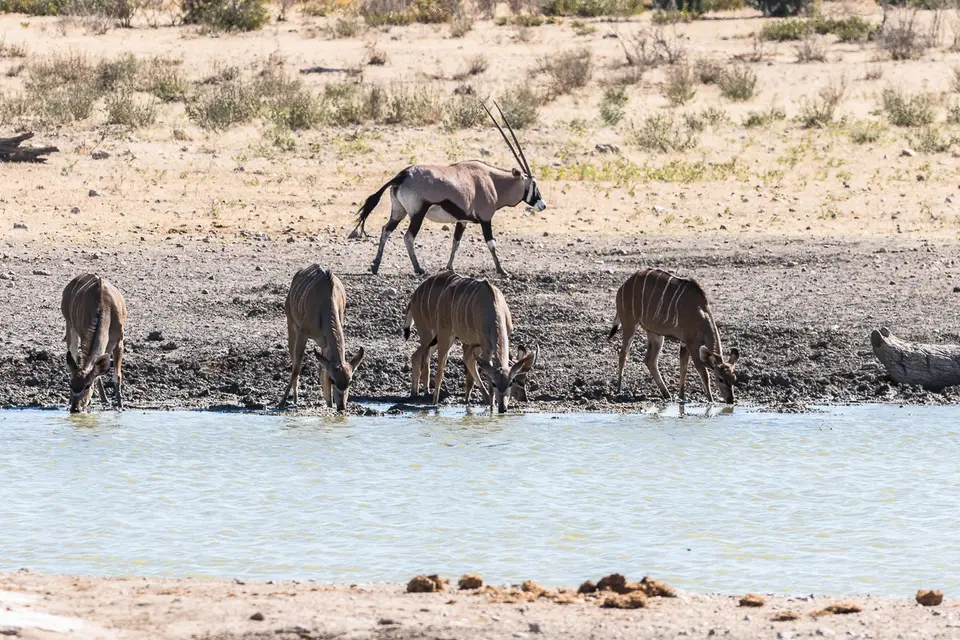 20160530_Namibia2016-7D2_9819.jpg