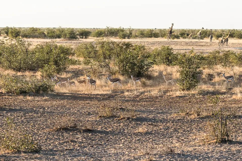 20160530_Namibia2016-7D2_9858.jpg