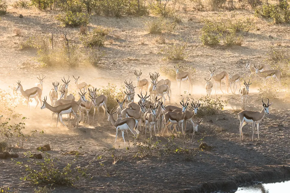 20160530_Namibia2016-7D2_9863.jpg