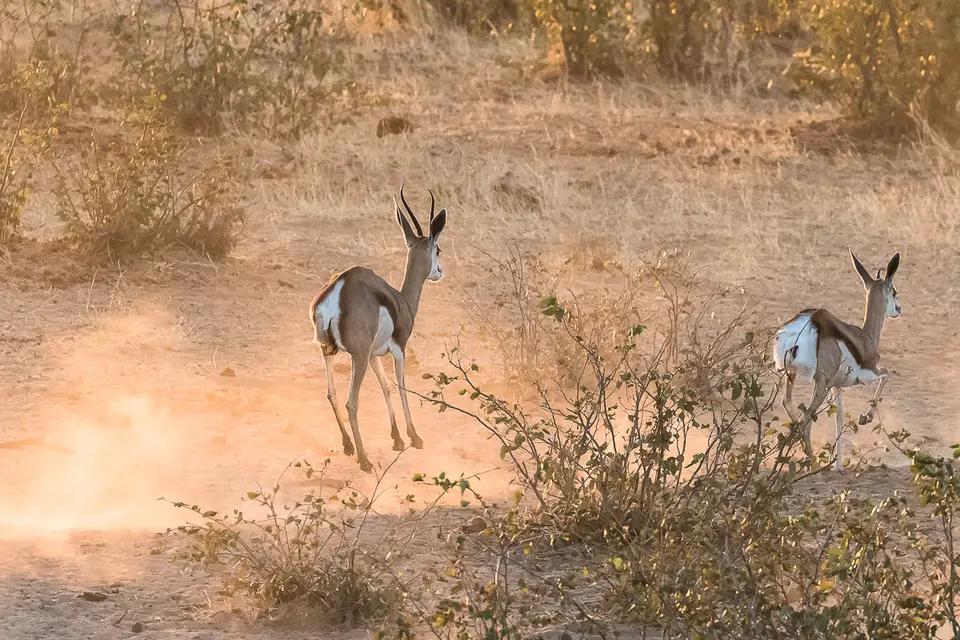 20160530_Namibia2016-7D2_9892.jpg