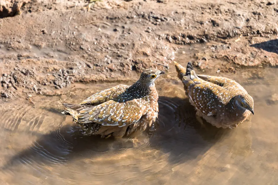 20160531_Namibia2016-7D2_0093.jpg