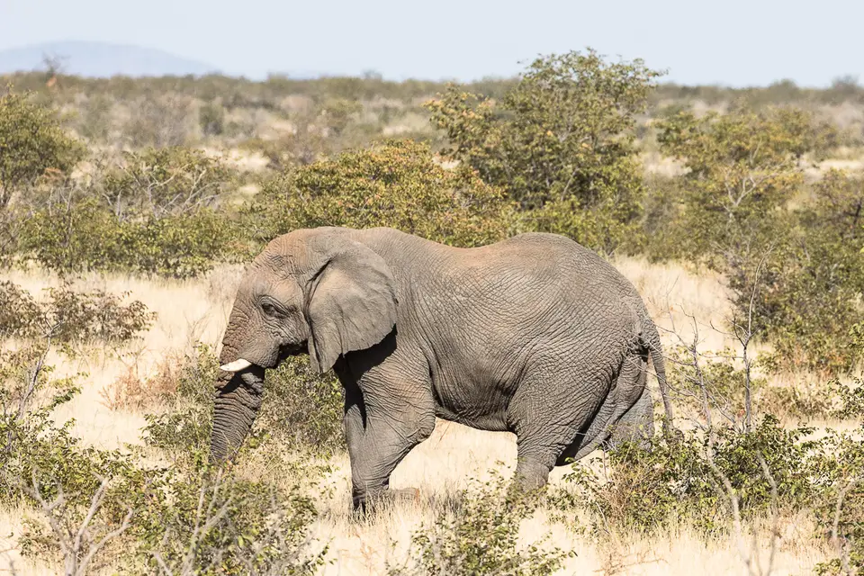 20160531_Namibia2016-7D2_0109.jpg