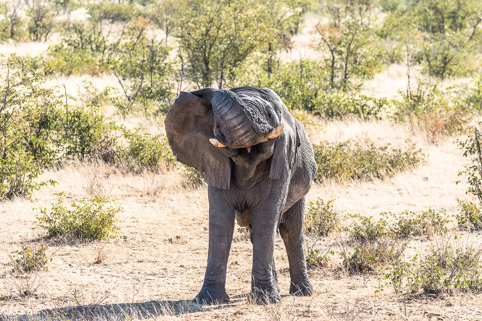 20160531_Namibia2016-7D2_0131.jpg