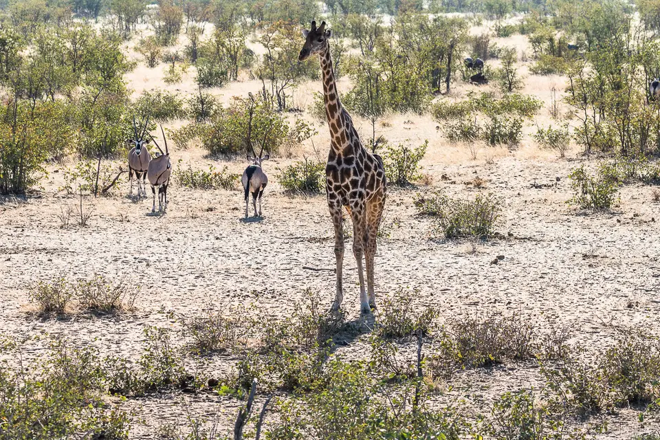 20160531_Namibia2016-7D2_0161.jpg