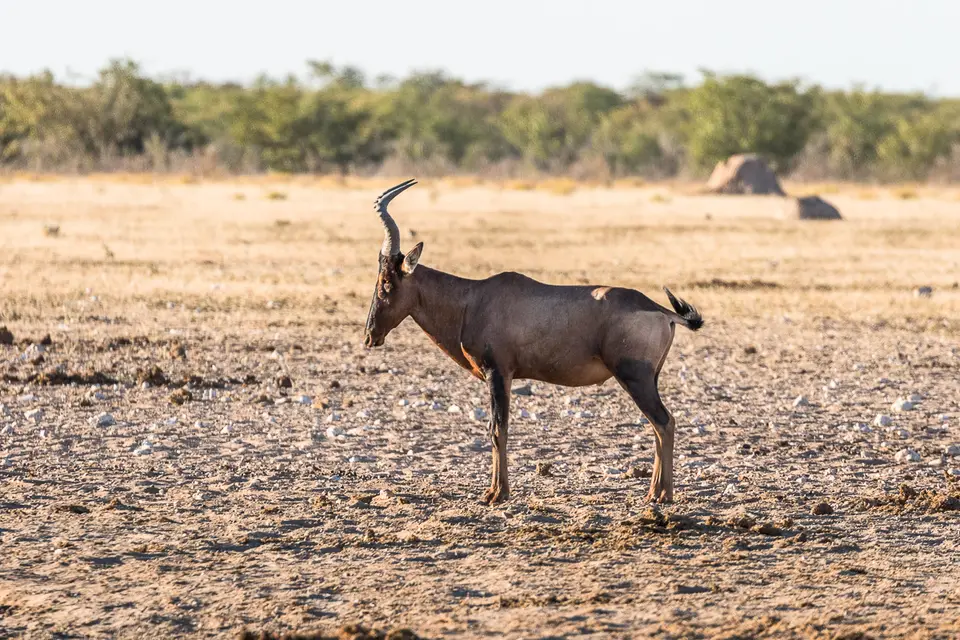 20160531_Namibia2016-7D2_9940.jpg