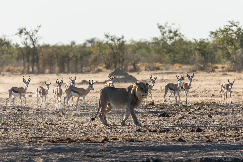 20160531_Namibia2016-7D2_9946.jpg