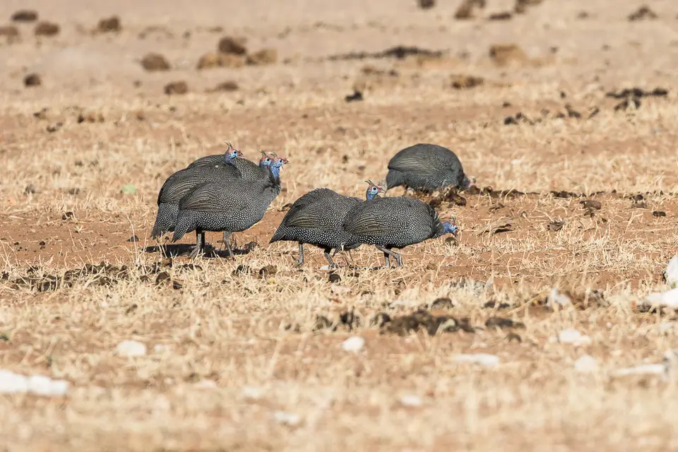 20160531_Namibia2016-7D2_9980.jpg