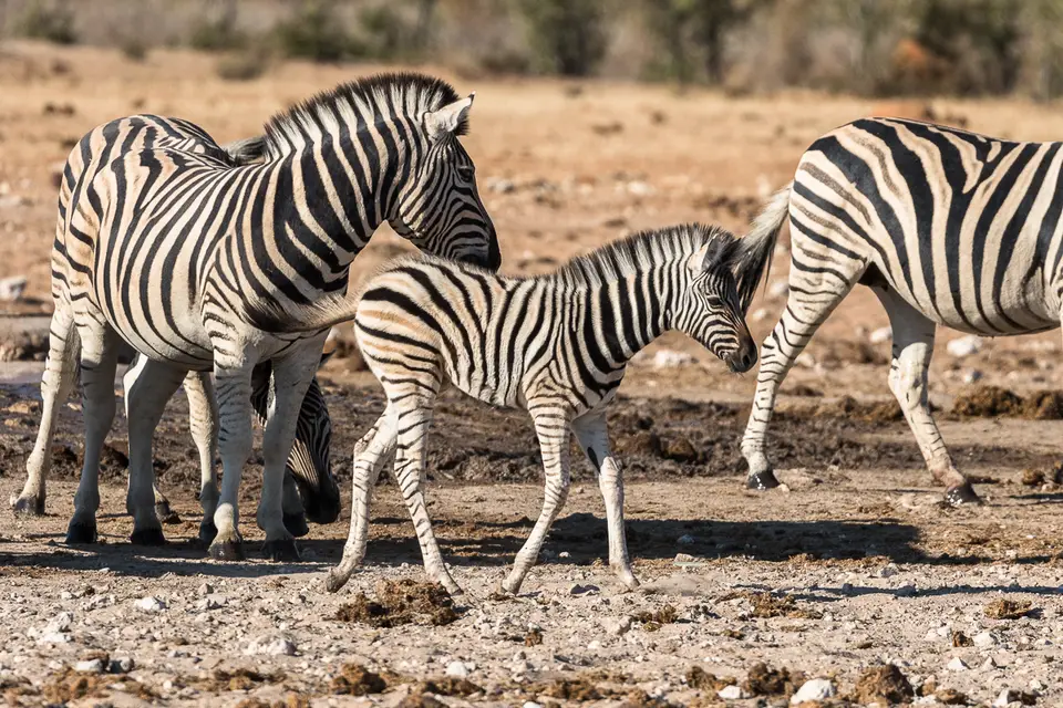 20160531_Namibia2016-7D2_9992.jpg
