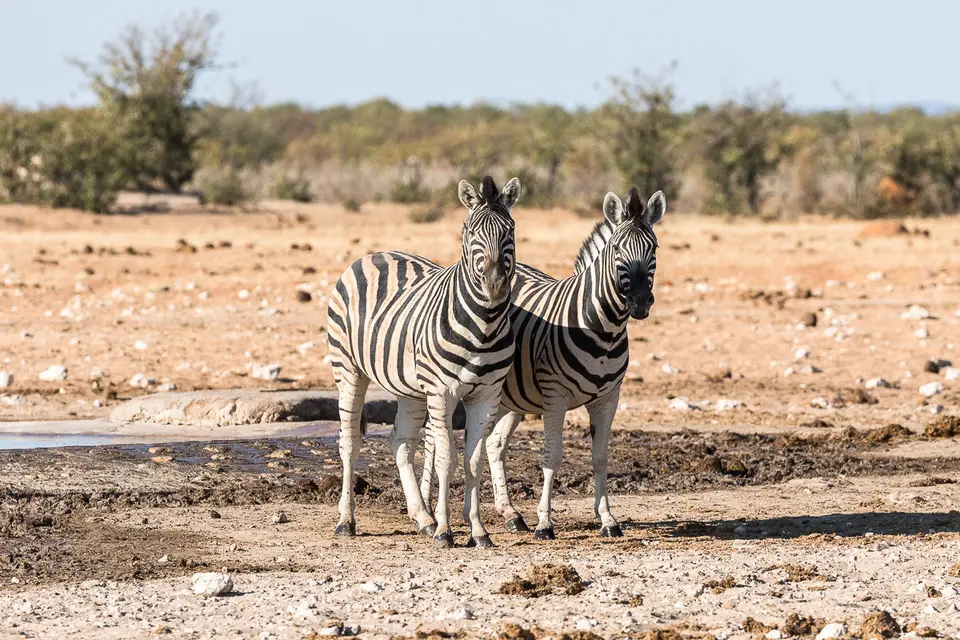 20160531_Namibia2016-7D2_9993.jpg
