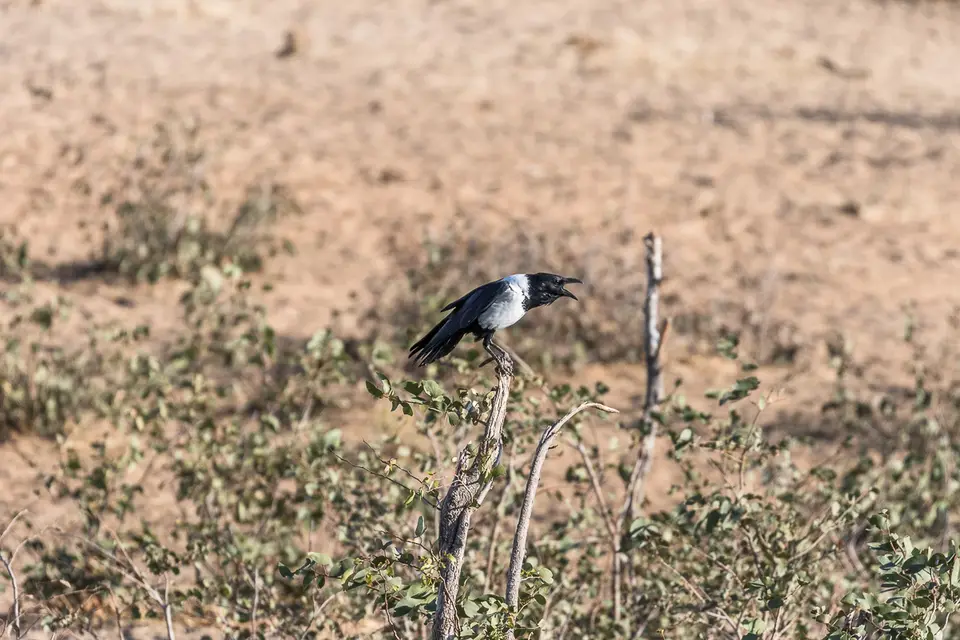 20160601_Namibia2016-7D2_0214.jpg