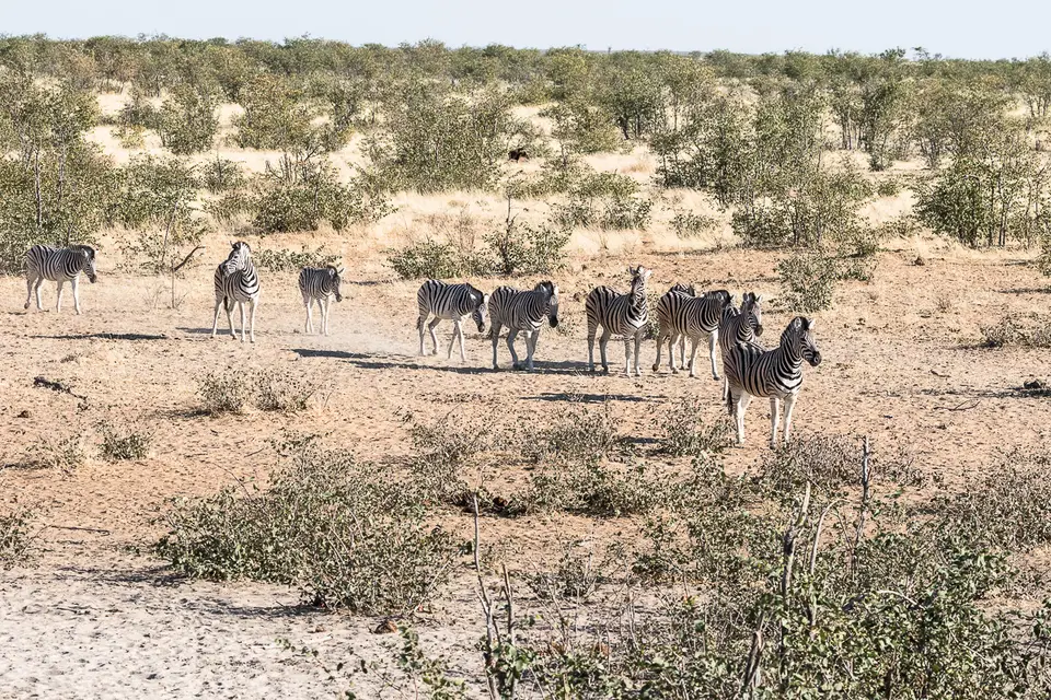 20160601_Namibia2016-7D2_0243.jpg