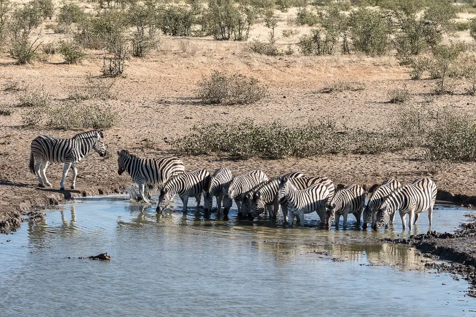 20160601_Namibia2016-7D2_0256.jpg