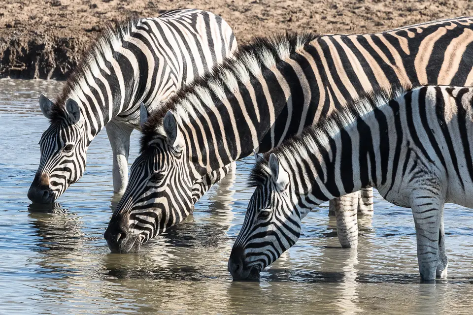 20160601_Namibia2016-7D2_0260.jpg