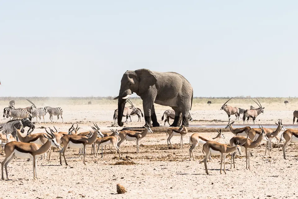 20160601_Namibia2016-7D2_0314.jpg