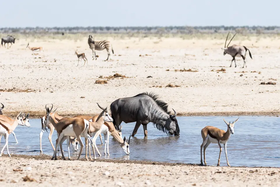 20160601_Namibia2016-7D2_0333.jpg