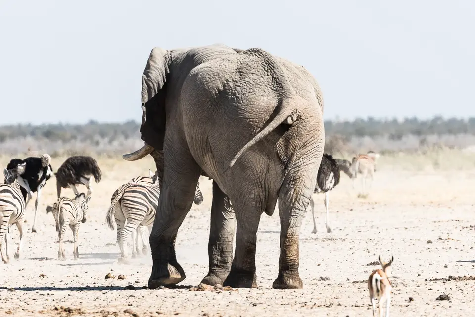 20160601_Namibia2016-7D2_0337.jpg