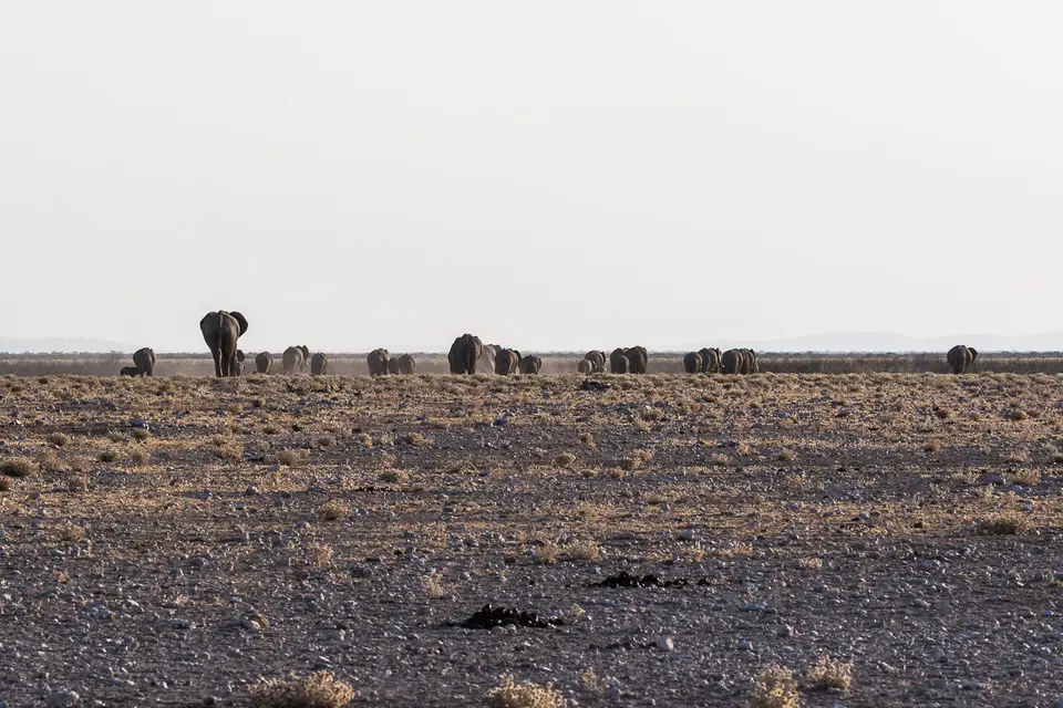 20160601_Namibia2016-7D2_0366.jpg