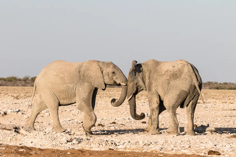 20160601_Namibia2016-7D2_0374.jpg