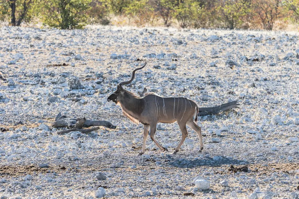 20160602_Namibia2016-7D2_0079.jpg