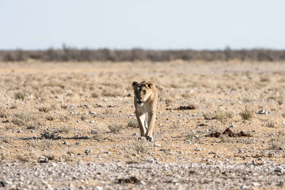 20160602_Namibia2016-7D2_0085.jpg