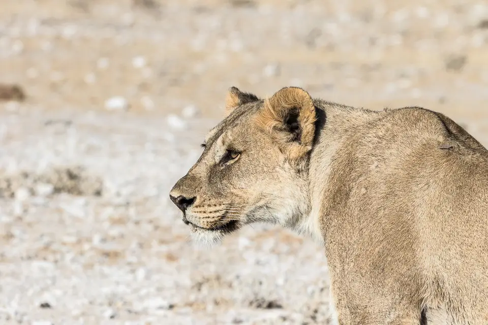20160602_Namibia2016-7D2_0096.jpg