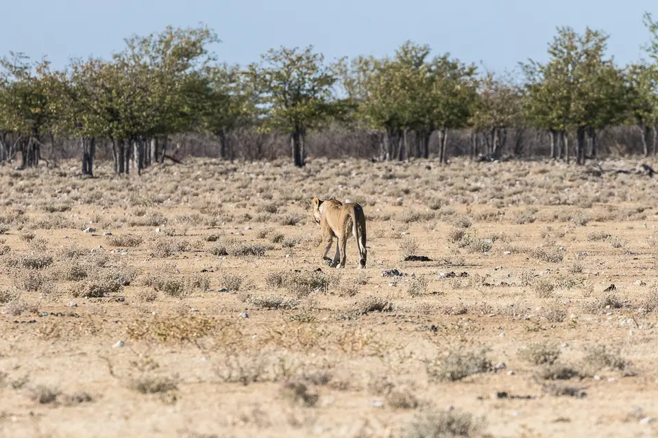 20160602_Namibia2016-7D2_0109.jpg
