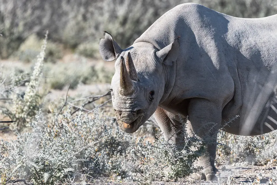 20160602_Namibia2016-7D2_0123.jpg