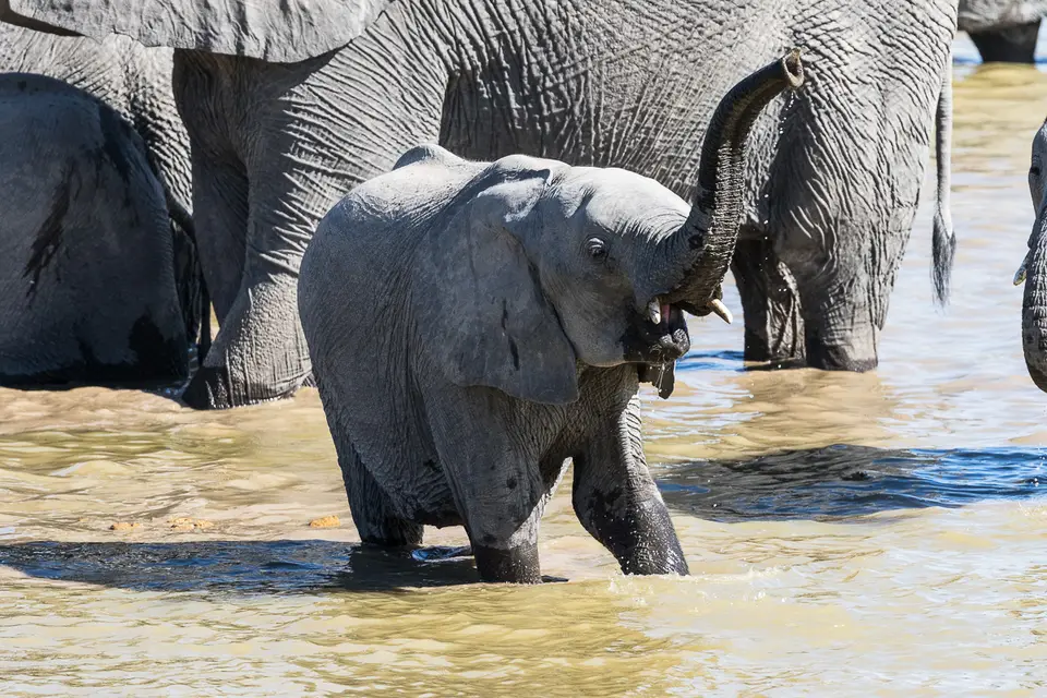 20160602_Namibia2016-7D2_0165.jpg