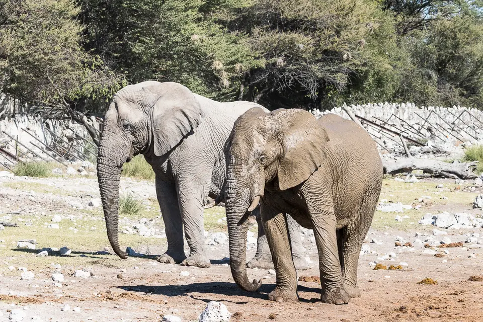 20160602_Namibia2016-7D2_0188.jpg