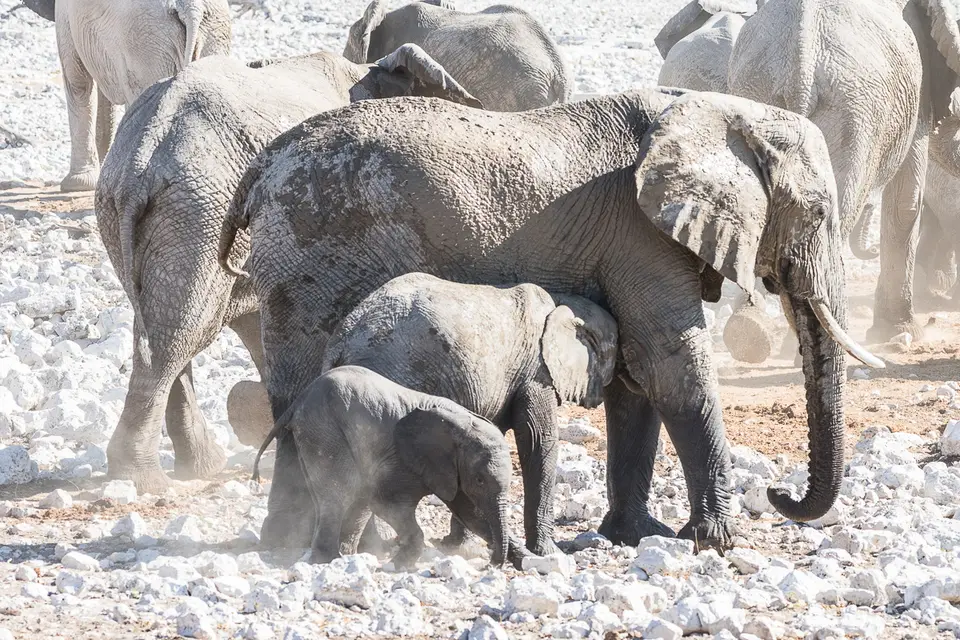 20160602_Namibia2016-7D2_0203.jpg